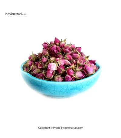 غنچه گل محمدی