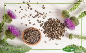 گل خار مریم و گیاه مورد بررسی در پژوهشهای سلامت کبد