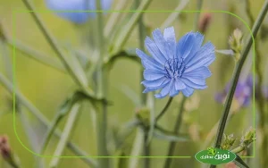 گیاه کاسنی و گل آبی آن